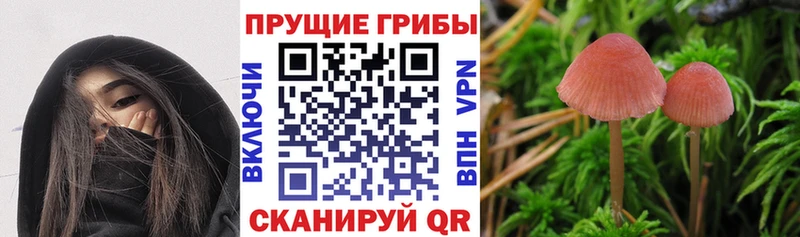 Галлюциногенные грибы прущие грибы  Купить закладки  Кубинка 